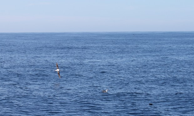 Albatross and shearwater from onboard Endeavour. Credit Suzannah Marshall Macbeth